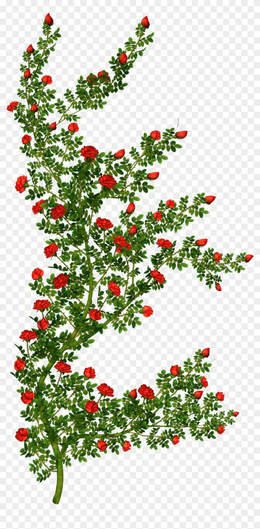 Bushes - Rosebush - Rose Bush Clipart - Png Download