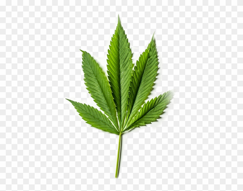 Pure Cbd From Organic American Grown Hemp - Cannabidiol Leaf Png Clipart