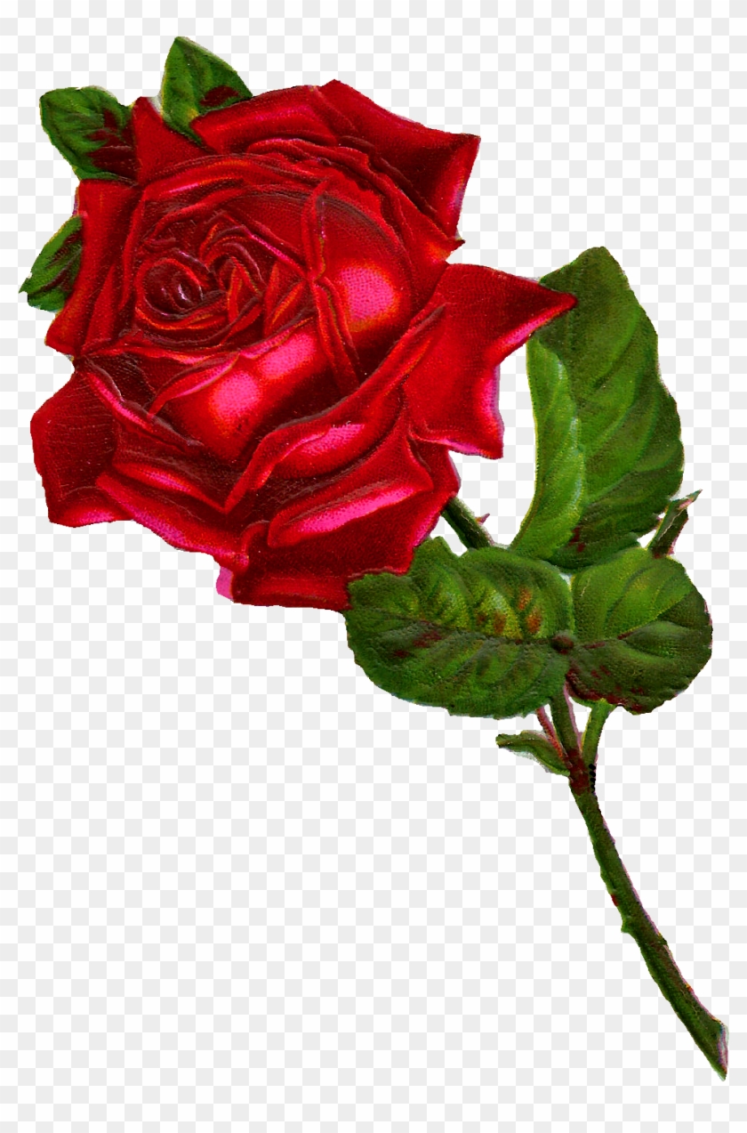 Red Rose Clipart Vintage Red - Vintage Rose Clipart Png Transparent Png #525079