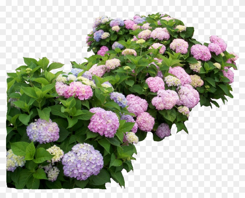 Hydrangea Png Clipart #525126