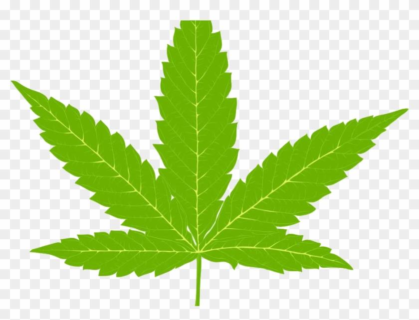 Canadians With Past Pot Convictions Won't Have To Pay - Cannabis Leaf Clipart #525149