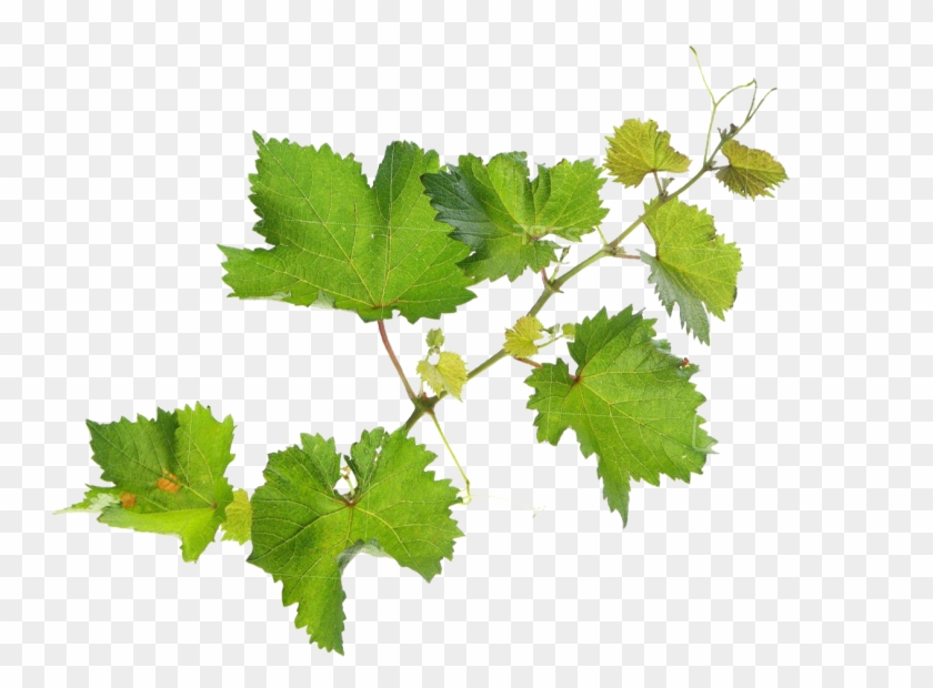 What Is Organic Agriculture - Vineyard Leaf Png Clipart #525508