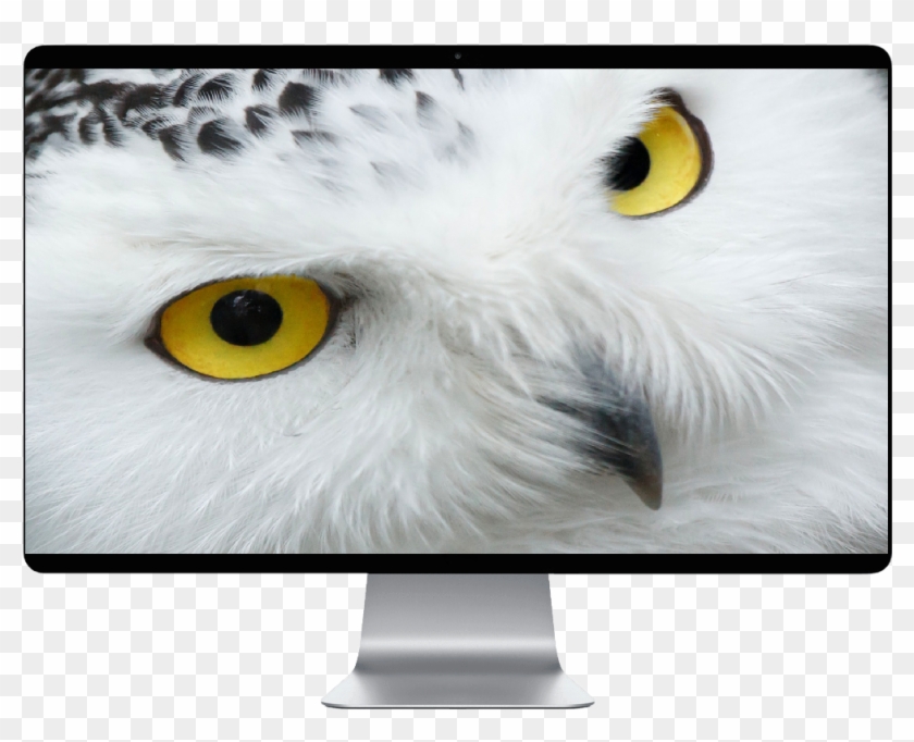 Score 50% - Harry Potter Owl Eyes Clipart