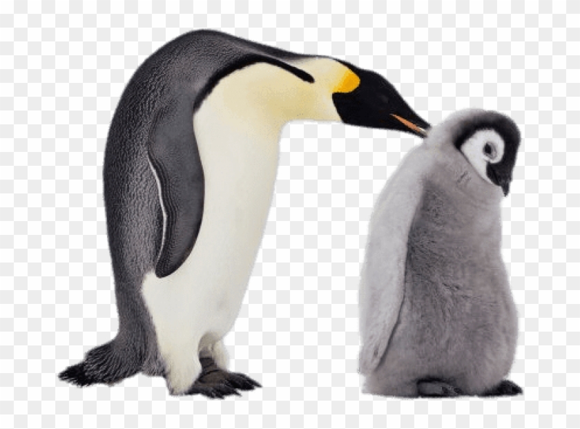Free Png Download Mum And Baby Penguin Png Images Background - Penguin Baby Transparent Clipart #525603