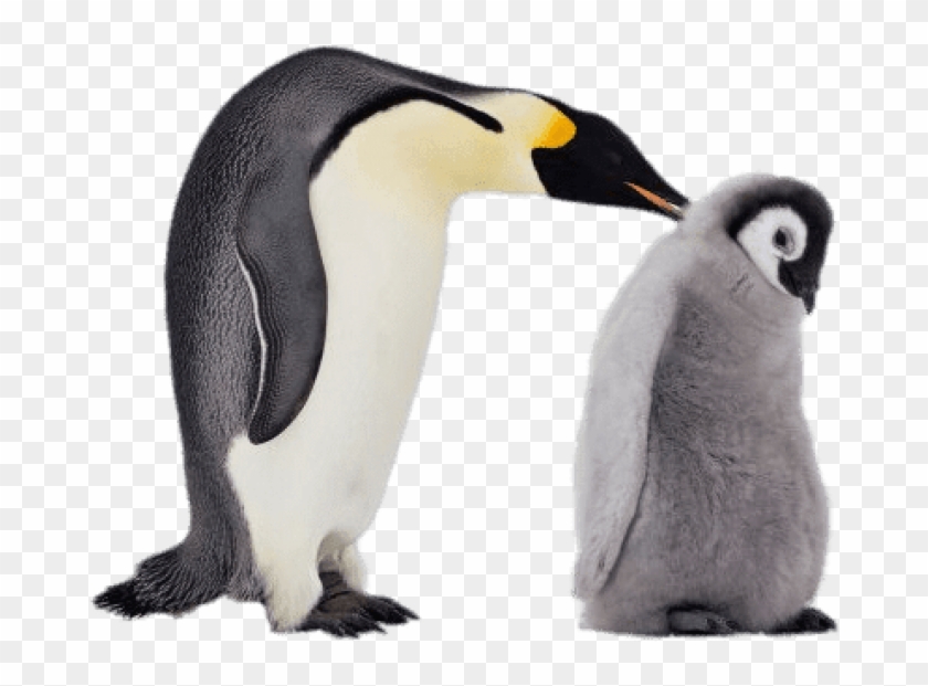Free Png Download Mum And Baby Penguin Png Images Background - Penguin Baby Transparent Clipart