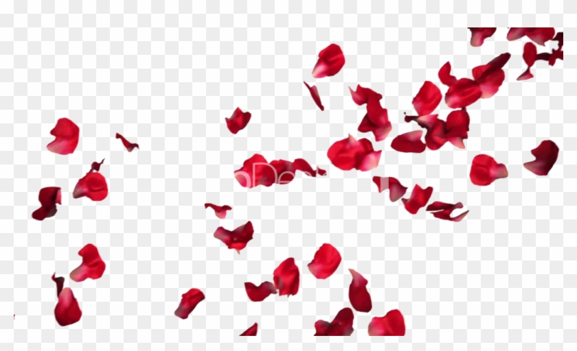 Rose Petals Png Pic - Red Roses Petals Png Clipart #527181