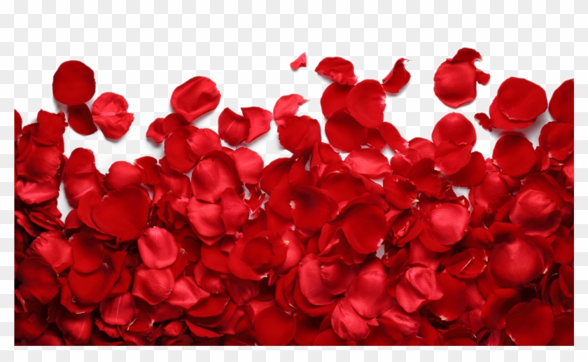 Png Imges Free Download - Transparent Rose Petals Png Clipart #527263