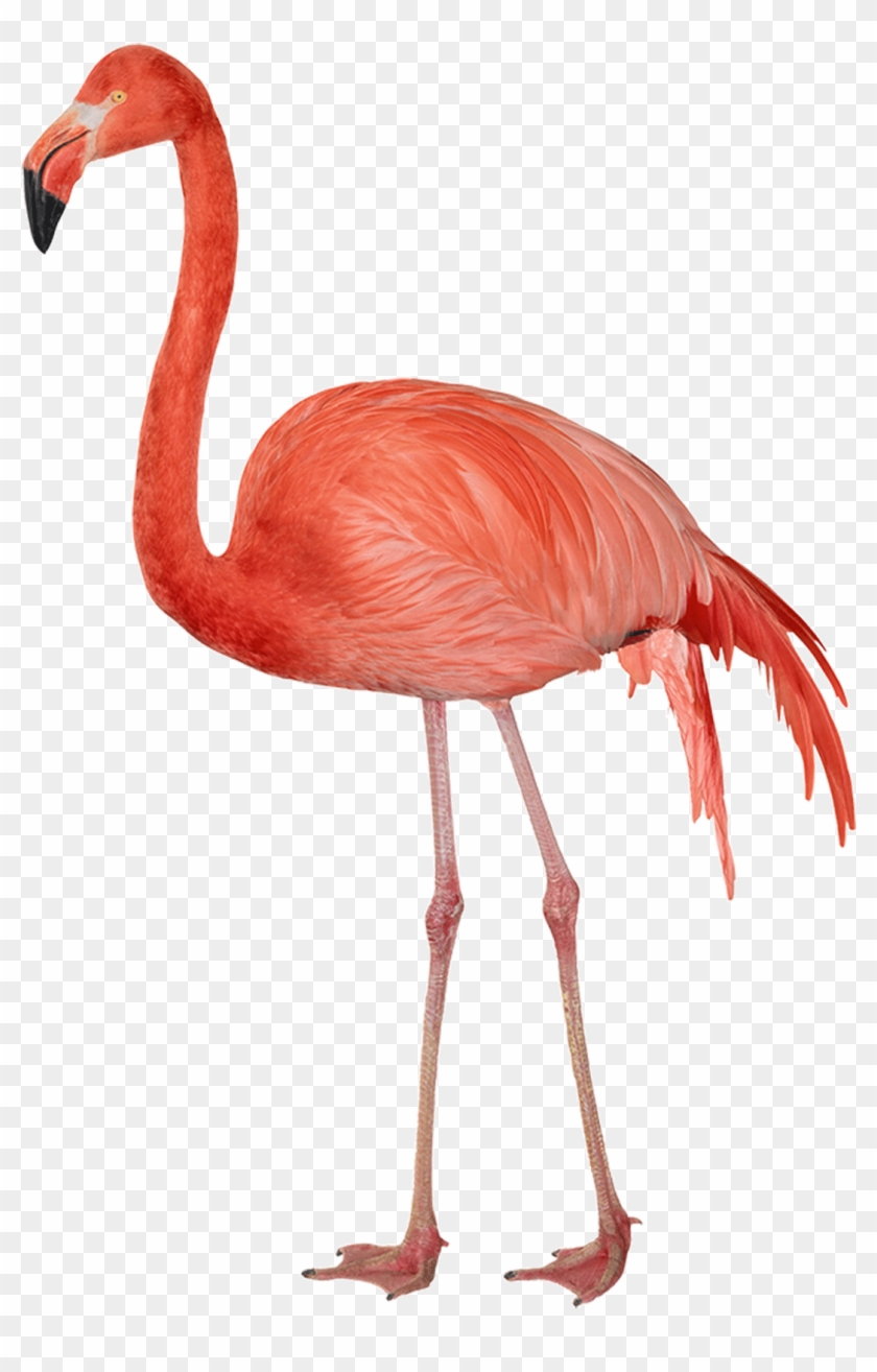 Flamingo - Flamingo Png Clipart #527451