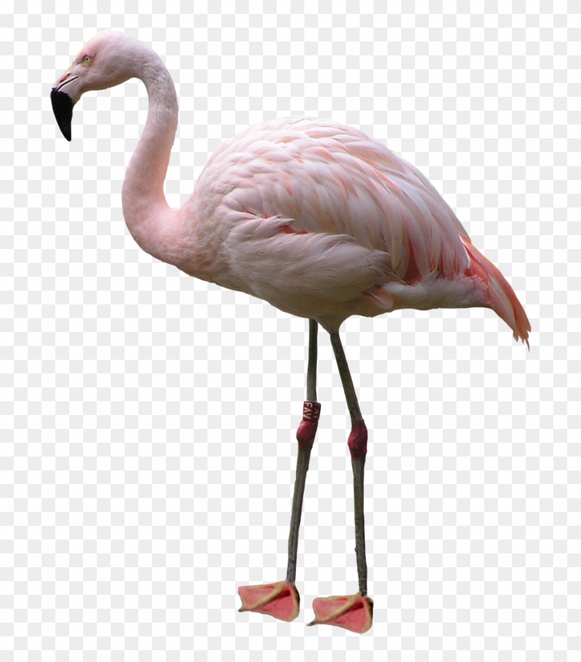 Flamingo Png - Pink Flamingo Transparent Background Clipart #527475