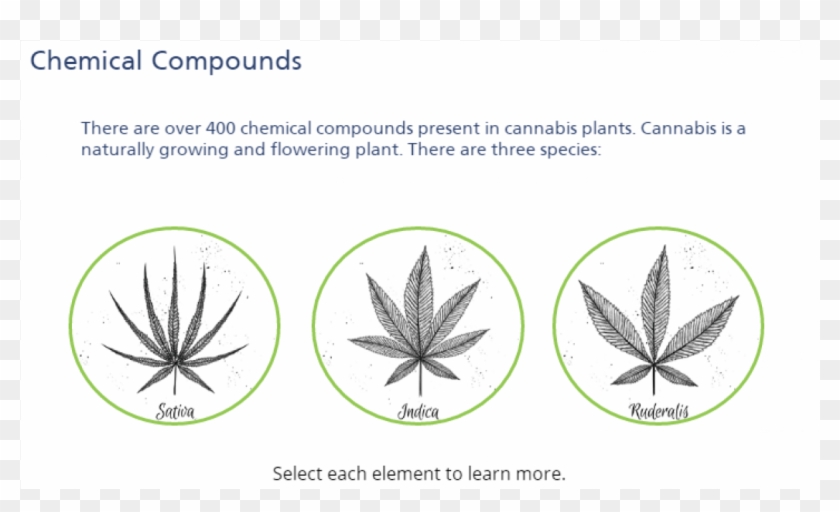 More Views - Aloe Clipart