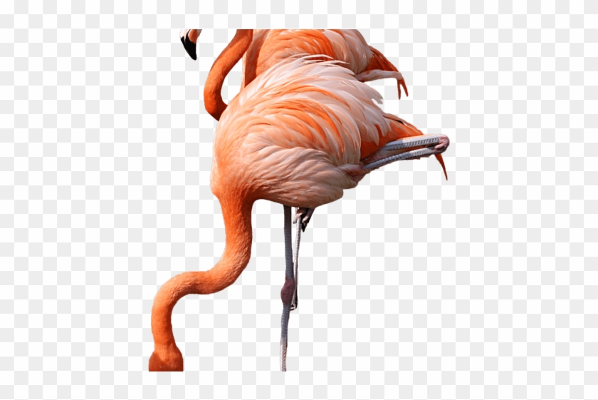 Flamingo Png Transparent Images - Transparent Background Flamingo Png Clipart #528777