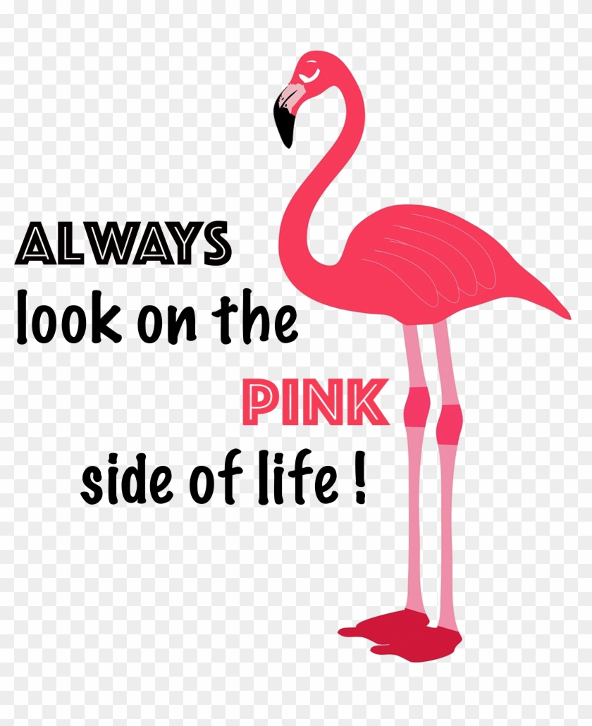 Flamingo - Greater Flamingo Clipart