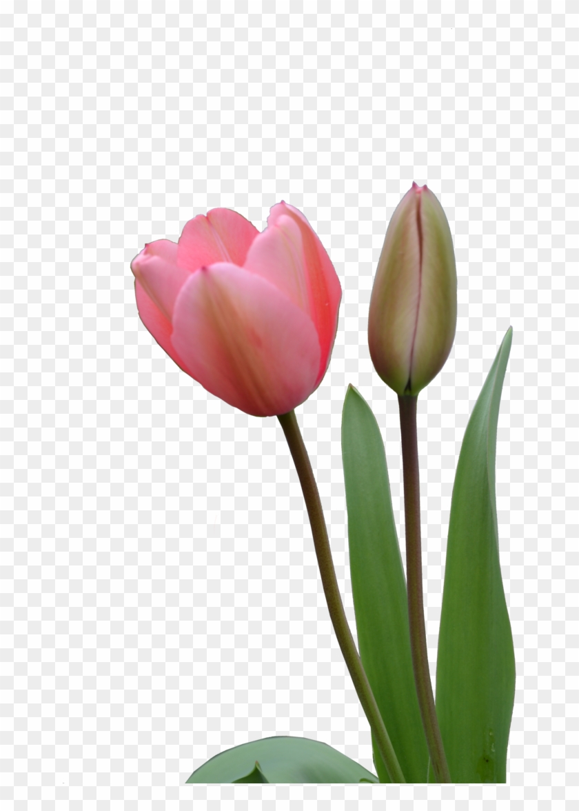 Download Png Image Report - Pink Tulips Png Clipart #529220