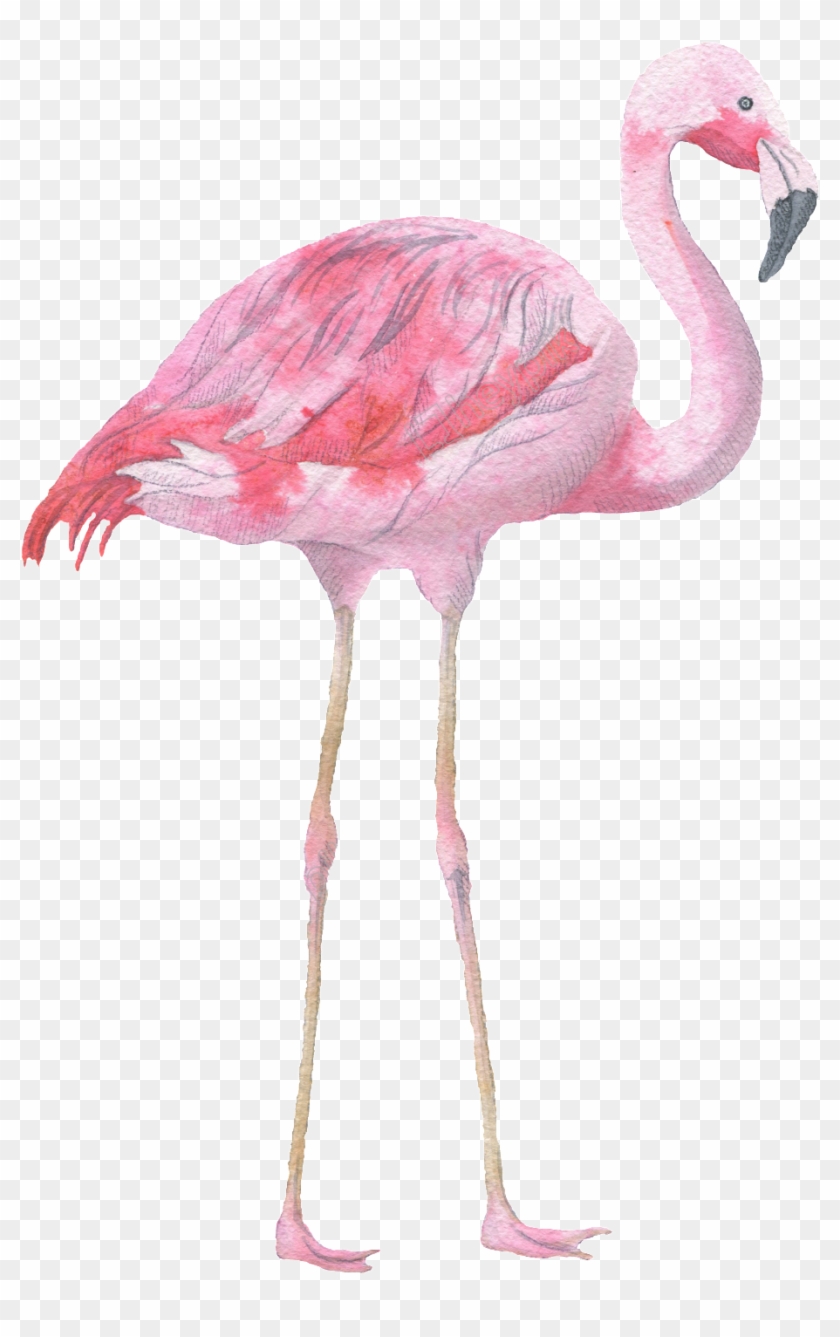 Pink Flamingo Watercolor Transparent Decorative Pattern - Stand Tall Flamingo Quote Clipart