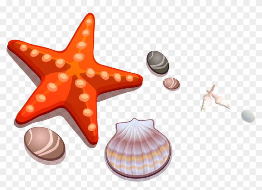 Cartoon, Drawing, Seashell, Orange Png Image With Transparent - Cartoon Starfish Clipart #5201425