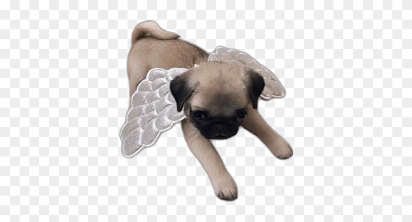 #puppy #dogs #dog #angel #pug #pugs #freetoedit - Companion Dog Clipart #5201858