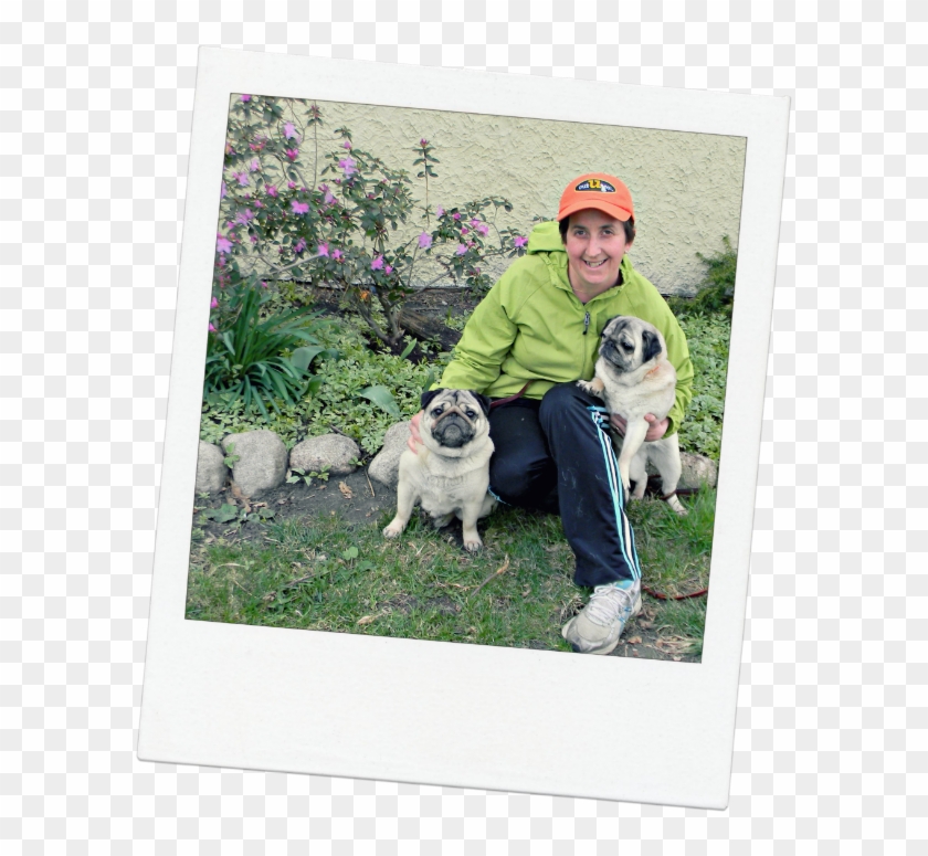 Oak Park Pet Sitter Gretchen And Her Pugs - Pug Clipart
