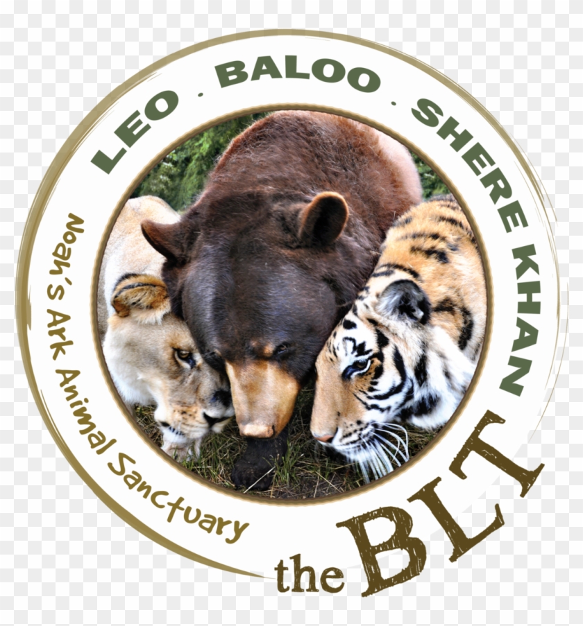 Tiger Vs Brown Bear Clipart #5203727