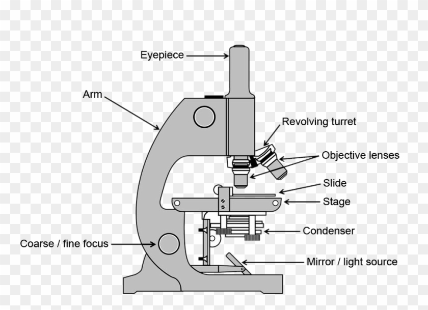 Microscopy Making The Micro World Visible To The Naked - Mikroskop Clipart - Png Download