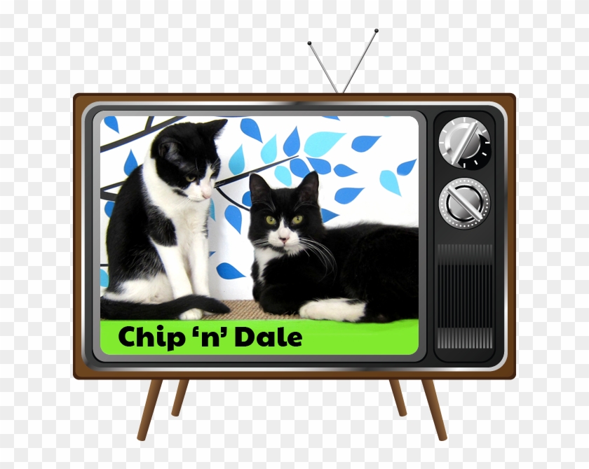 Today's Cameo Cats - Domestic Short-haired Cat Clipart