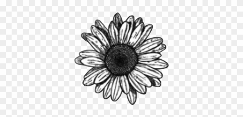 #pencil #flower #flowers #daisy #sunflower #shading - Daisy Flower Drawing Clipart #5211289