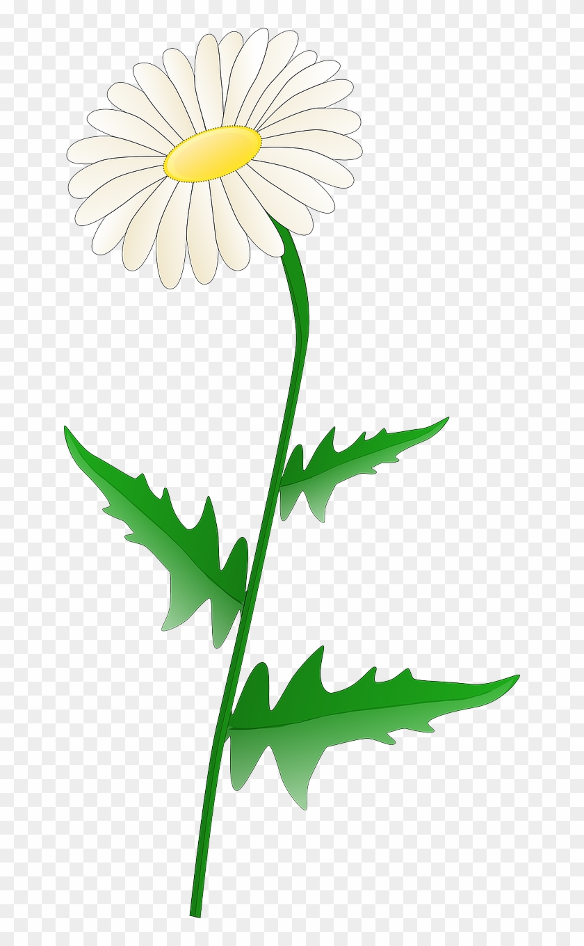 Daisy Clip Art - Png Download #5211305
