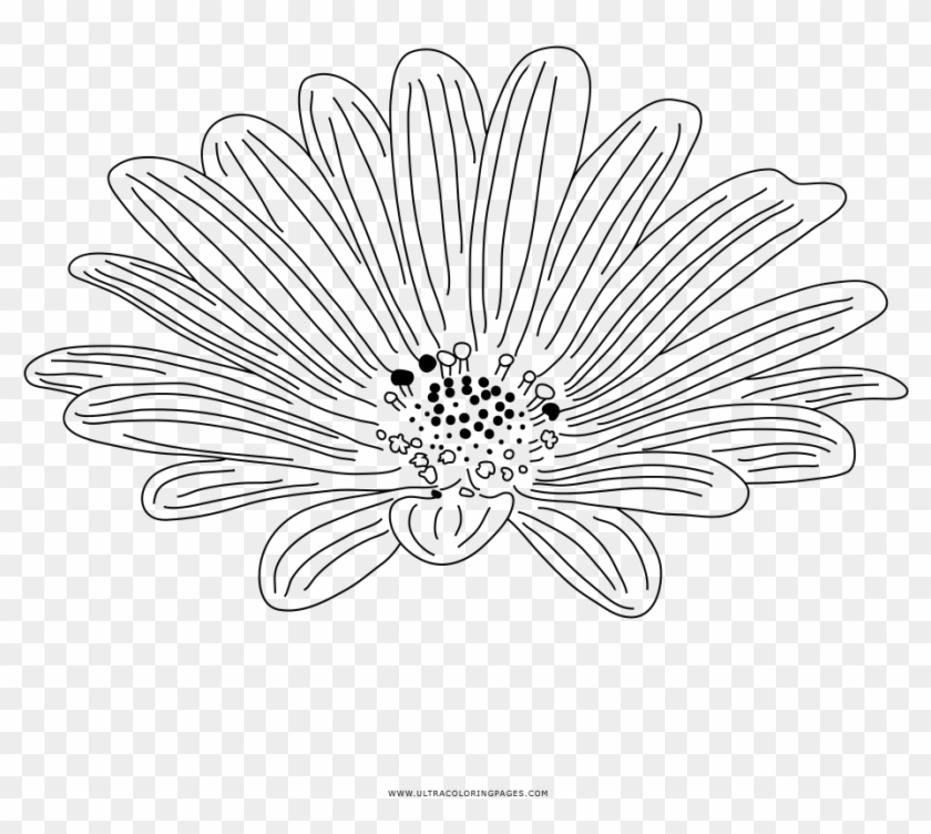 Daisy Coloring Page - Line Art Clipart
