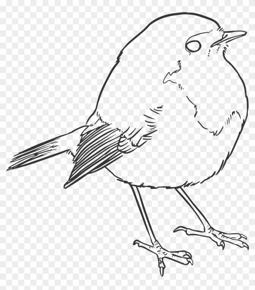And - Line Drawing Of A Robin Clipart #5211470