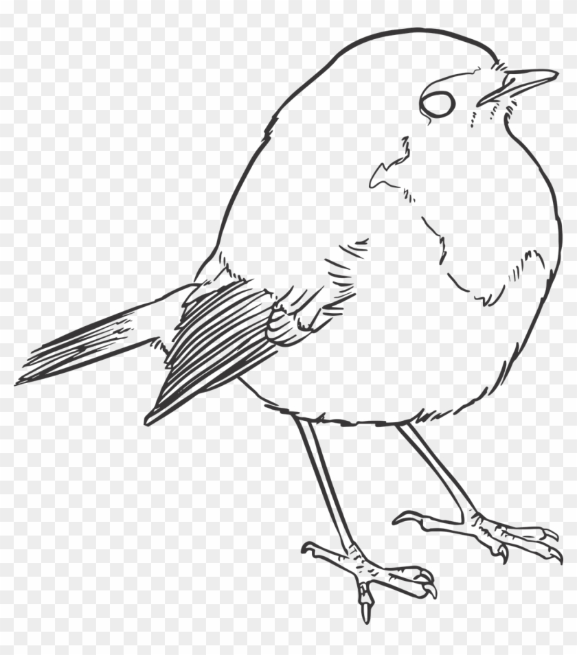 And - Line Drawing Of A Robin Clipart