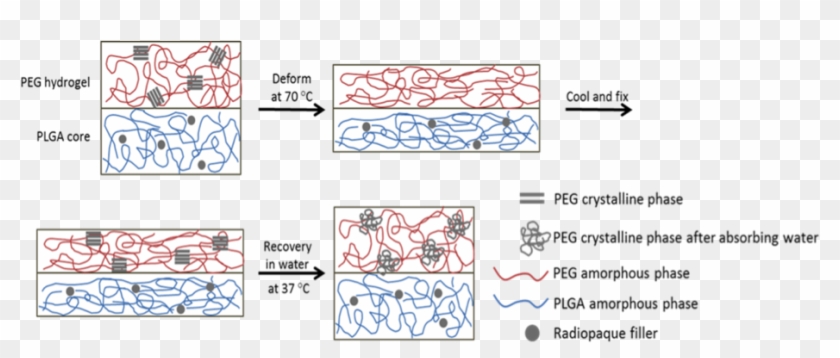 Water Responsive Shape Memory Mechanism Of The Plga - Shape Memory Polymer Peg Clipart