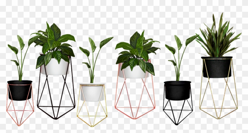 Houseplant Clipart #5213884