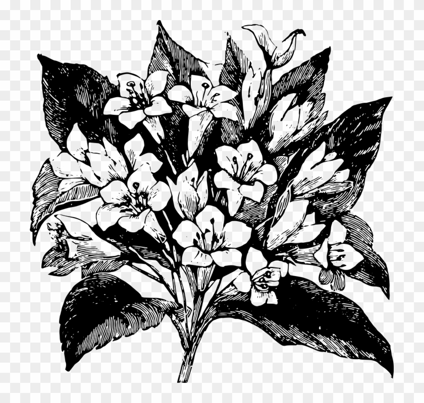 Flower Bouquet Bunch Nature Spring Flora Bloom - Rosa Glauca Clipart