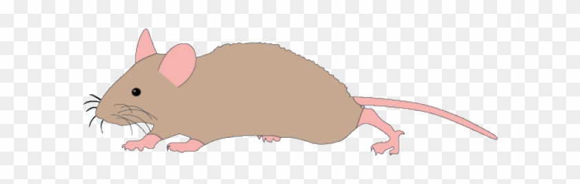 Rat Clipart