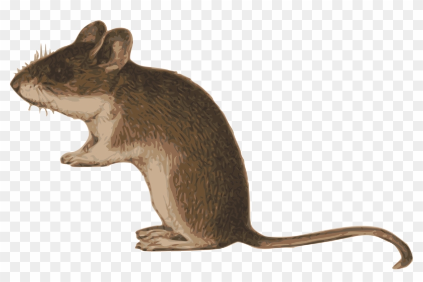 Rat Gerbil House Mouse Common Degu - Degu Png Clipart #5218470