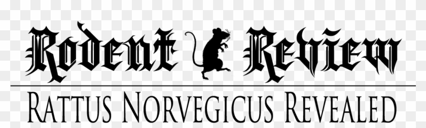 Legendary Rat, G-nibble, Aka Rattus Norvegicus, Tells - Belinda Clipart