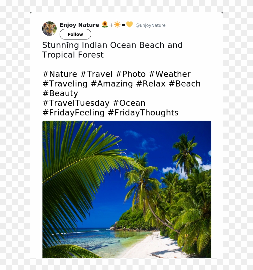 Stunning Indian Ocean Beach And Tropical Forest - Attalea Speciosa Clipart