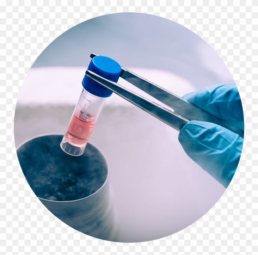 Egg Freezing - Stem Cell Research Hd Clipart