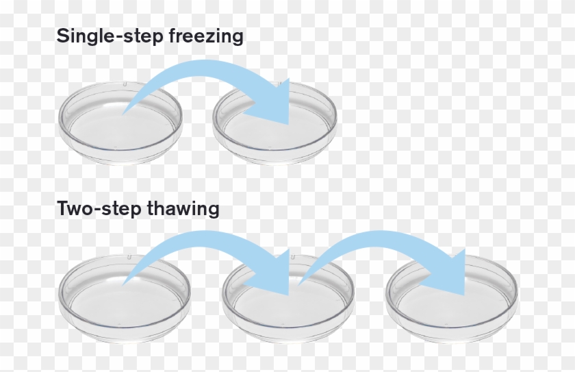 Most Importantly, Embryos Are Exposed To Less Stress - Circle Clipart #5221940