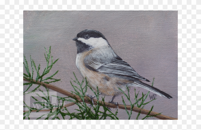 Carolina Chickadee Clipart #5222172