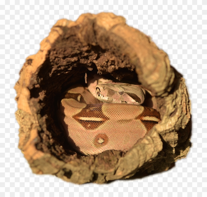 Emperor Snake, Boa, Snake, Boa Imperator, Lurking - Snake Clipart #5222456