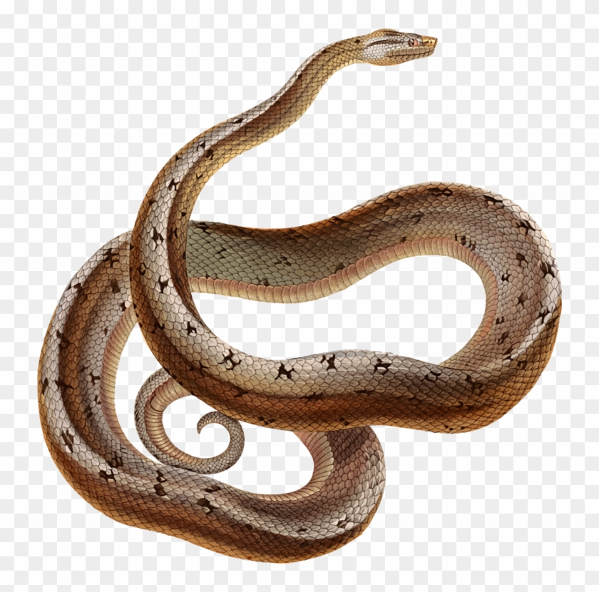 Boa Constrictor Snakes Reptile Tropidophis Melanurus - Serpent Clipart #5222571
