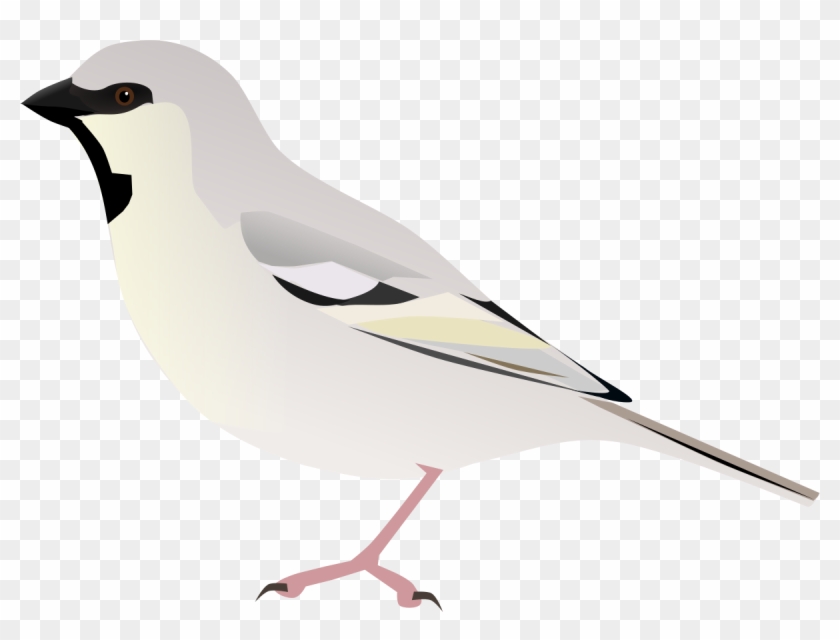 Zarudny's Sparrow - Loggerhead Shrike Clipart #5223008