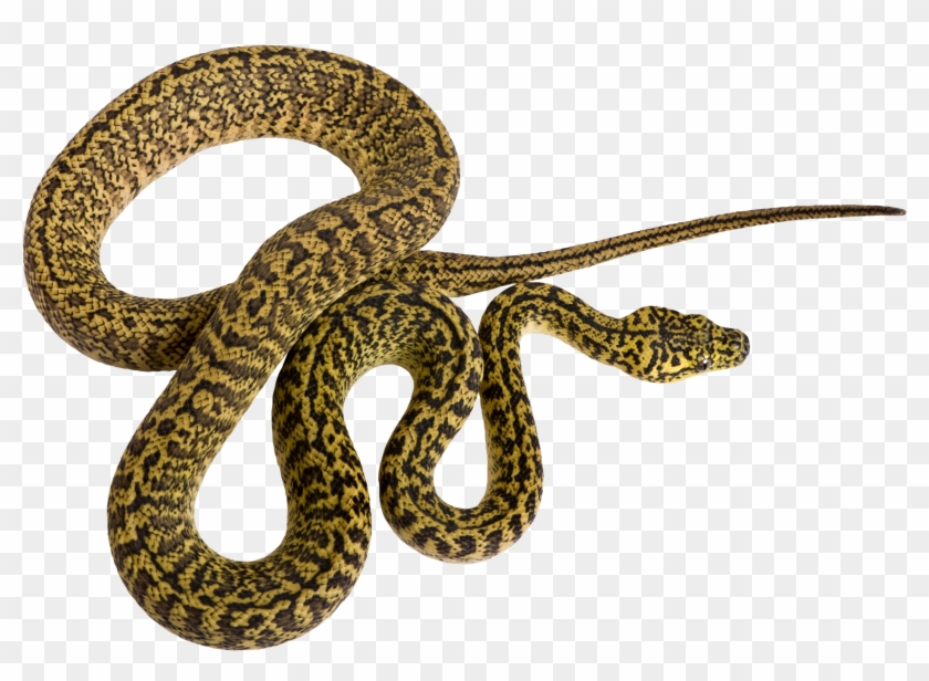 19 Rattlesnake Vector Pattern Huge Freebie Download - Patrones De Serpiente Clipart