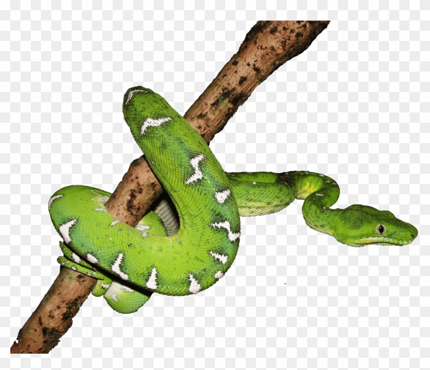 Boa Png - Boa Constrictor Clipart