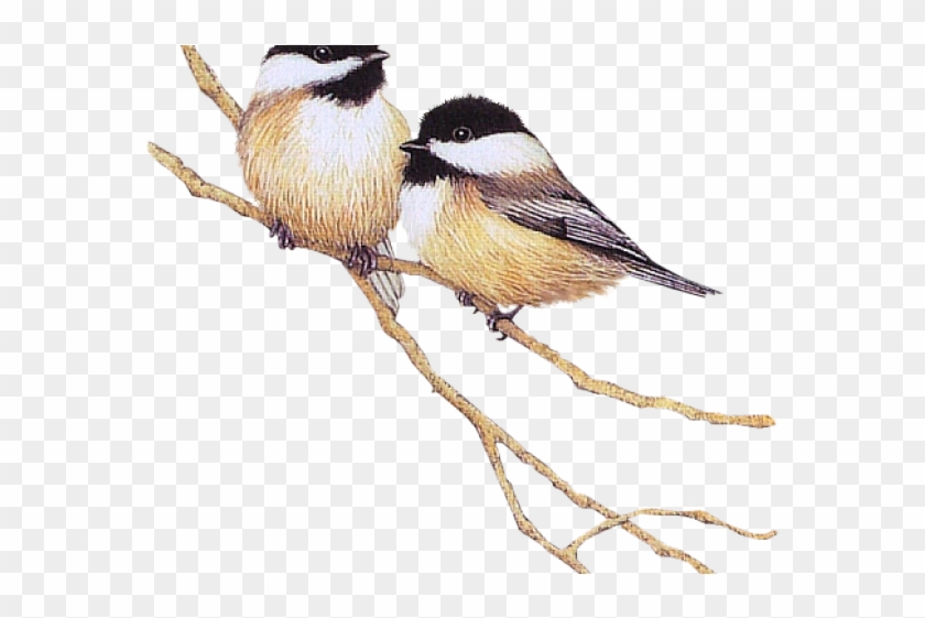 Chickadee Clipart Male Female - Black Capped Chickadee - Png Download