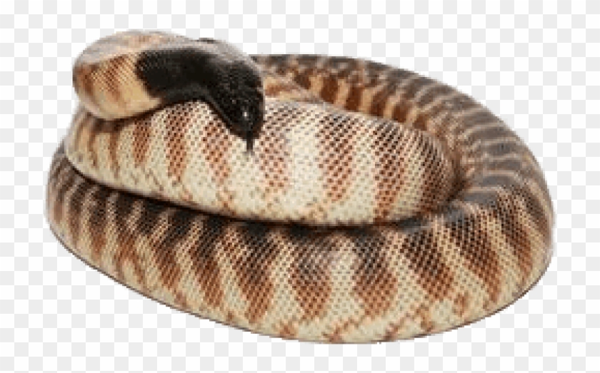 Download Black Headed Python Png Images Background - Python Clipart