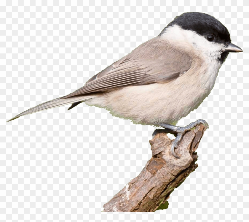 Every Bird Has The Potential To Soar - Carolina Chickadee Clipart #5223704