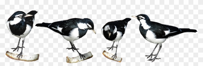 Birds Magpies Feeding Nature - Eurasian Magpie Clipart