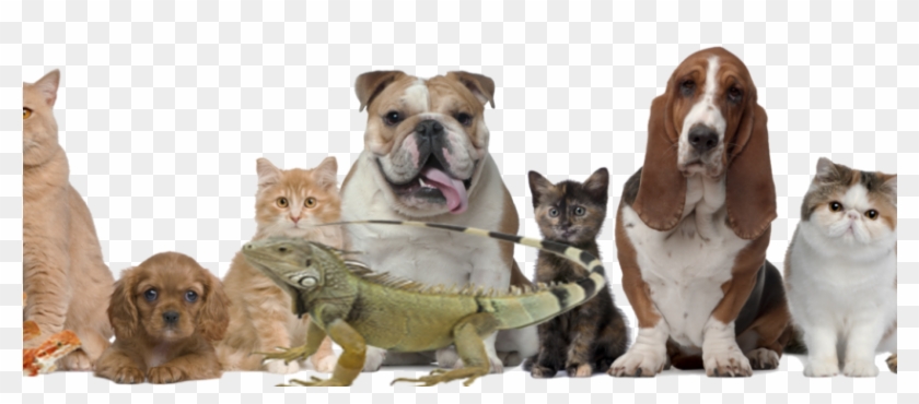 Siamese Cats Make The Best Pet Companions - Dog Is Between The Cats Clipart #5224504