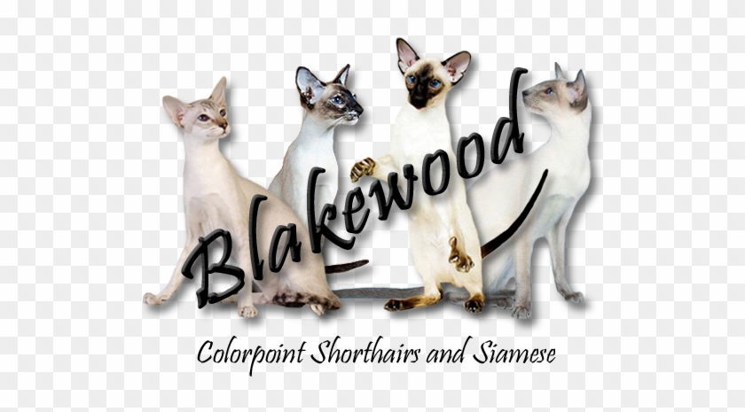 - - - Blakewood Home - - - - Siamese Clipart #5224633